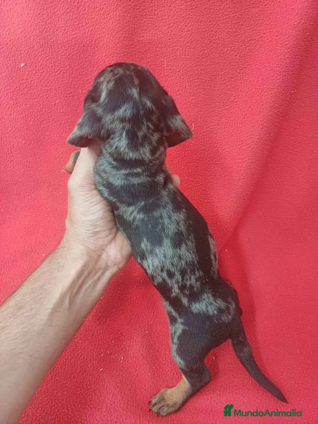 Teckel Miniatura perros en venta: Teckel Miniatura  - Imagen 3
