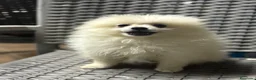 Pomerania perros en venta: Pomeranias, no te quedes sin el tuyo!!! - Anuncio 2