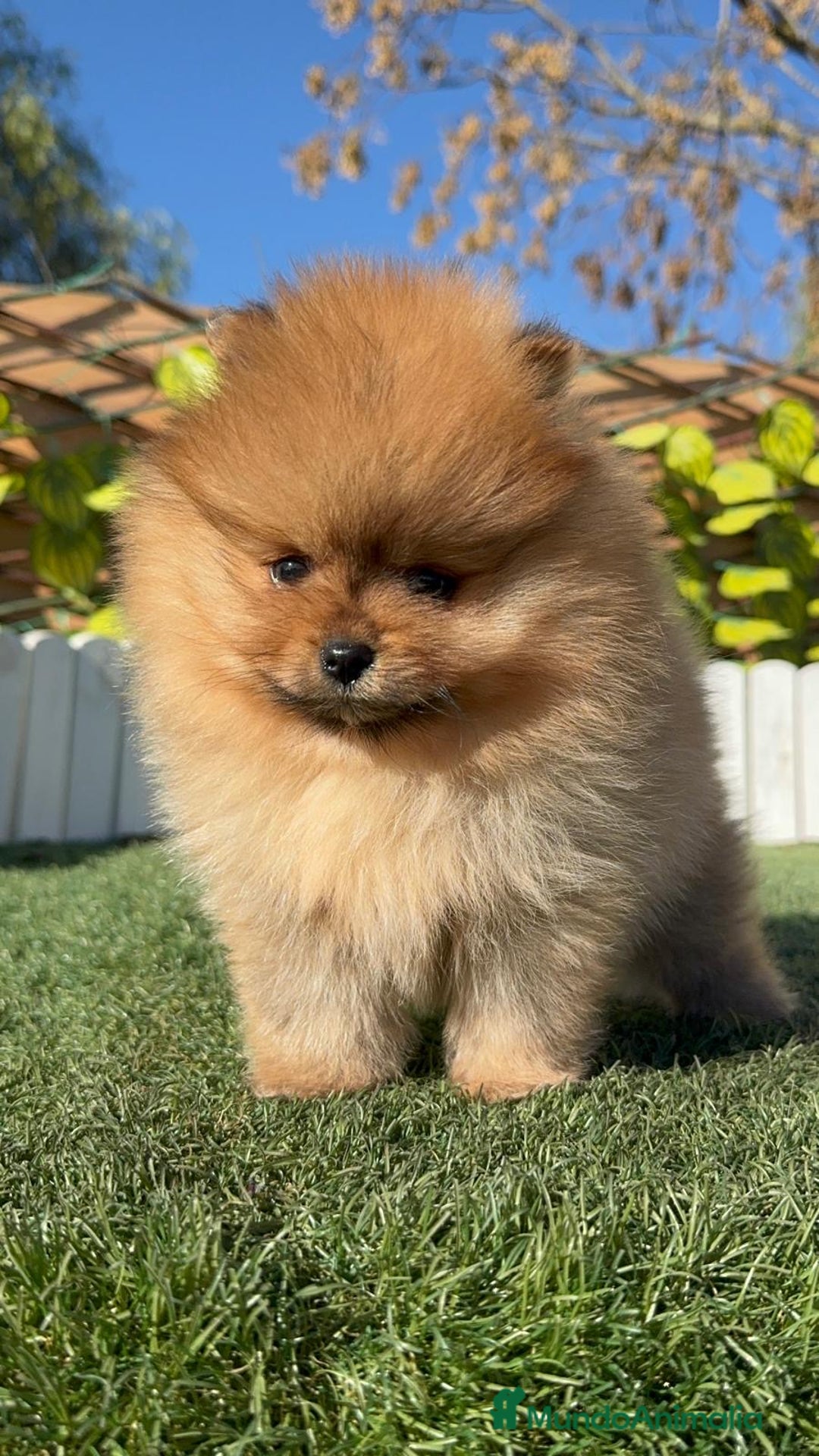 Pomerania perros en venta: POMERANIA HEMBRA CARA DE OSO - Anuncio 14