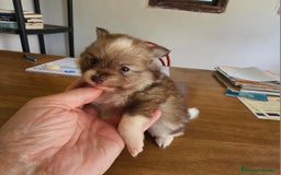 Pomerania perros en venta: Espectaculares Pomerania - Imagen 12