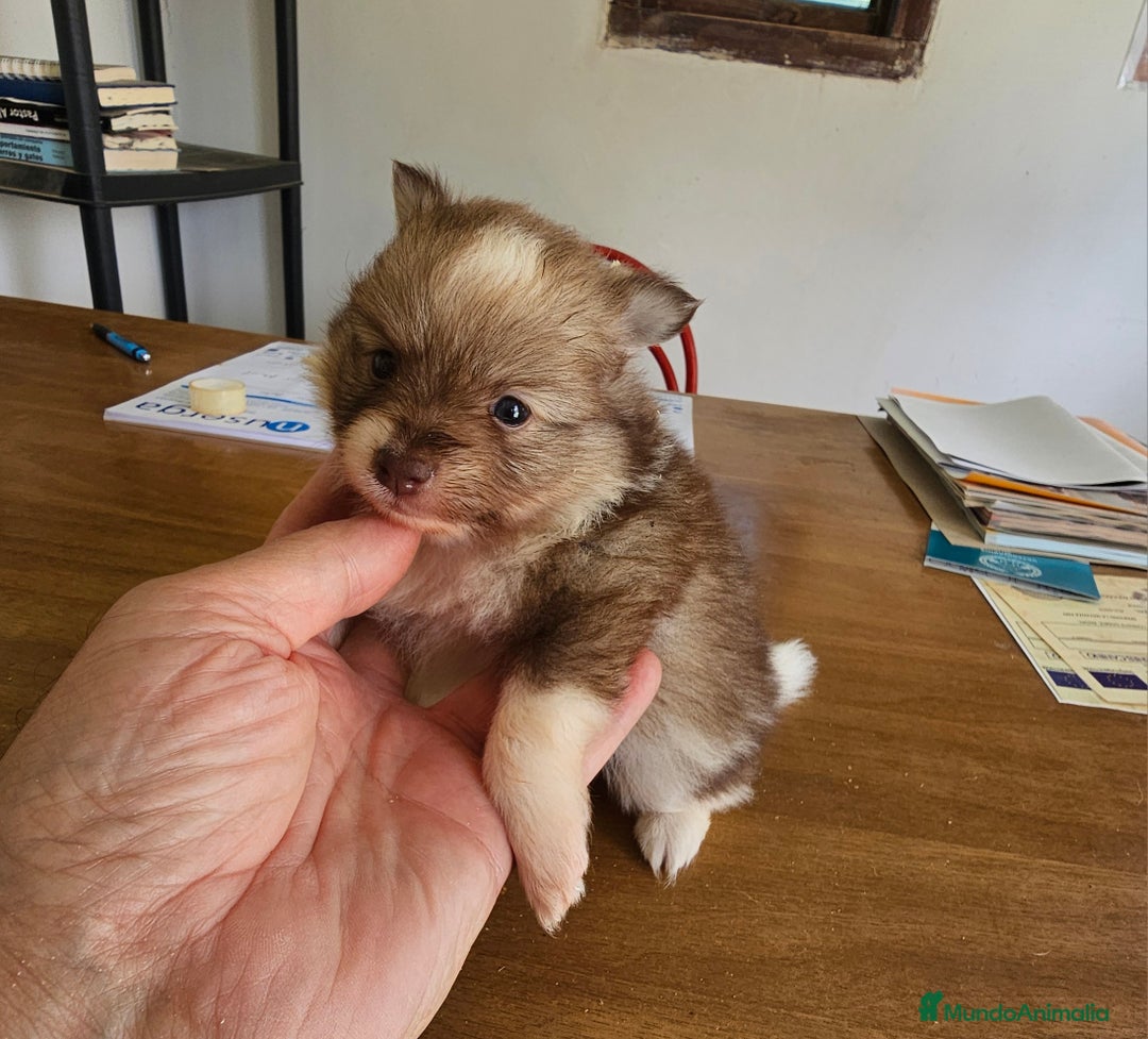 Pomerania perros en venta: Espectaculares Pomerania - Imagen 12