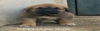 Mastín Español Cachorro 3