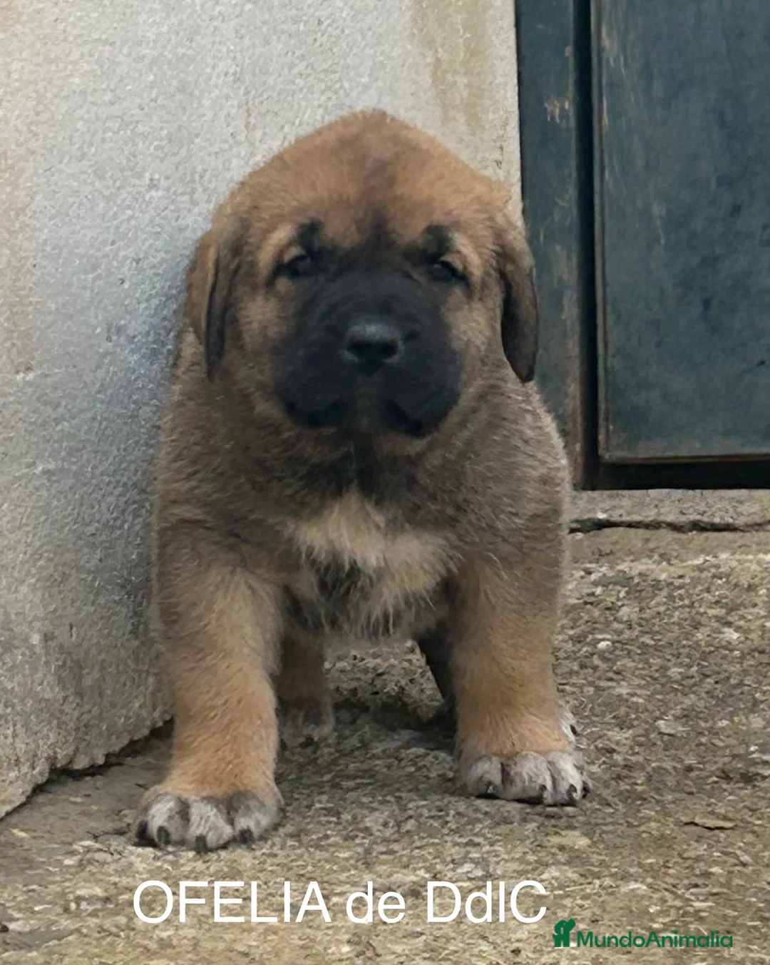Mastín Español perros en venta: CAMADA DE MASTÍN ESPAÑOL  - Anuncio 10