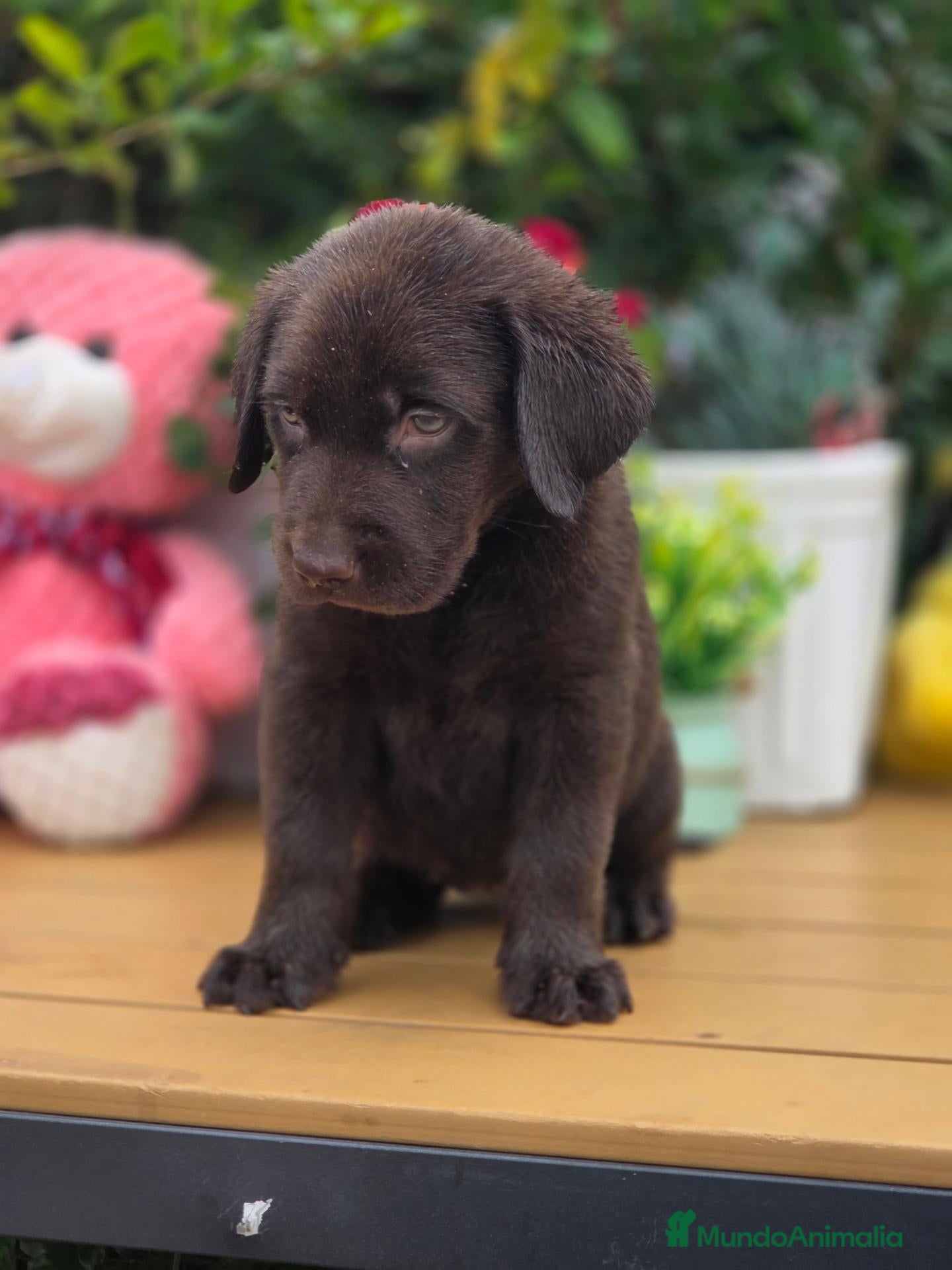 Labrador Retriever perros Labrador retriever chocolate  - Anuncio 2