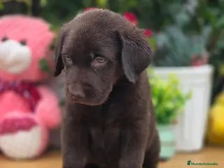 Labrador Retriever perros Labrador retriever chocolate - Anuncio 2