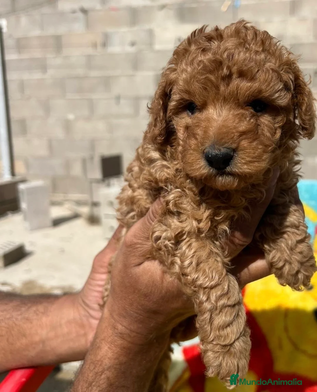 Caniche Toy perros en venta: Caniche Toy 641387649 - Anuncio 2