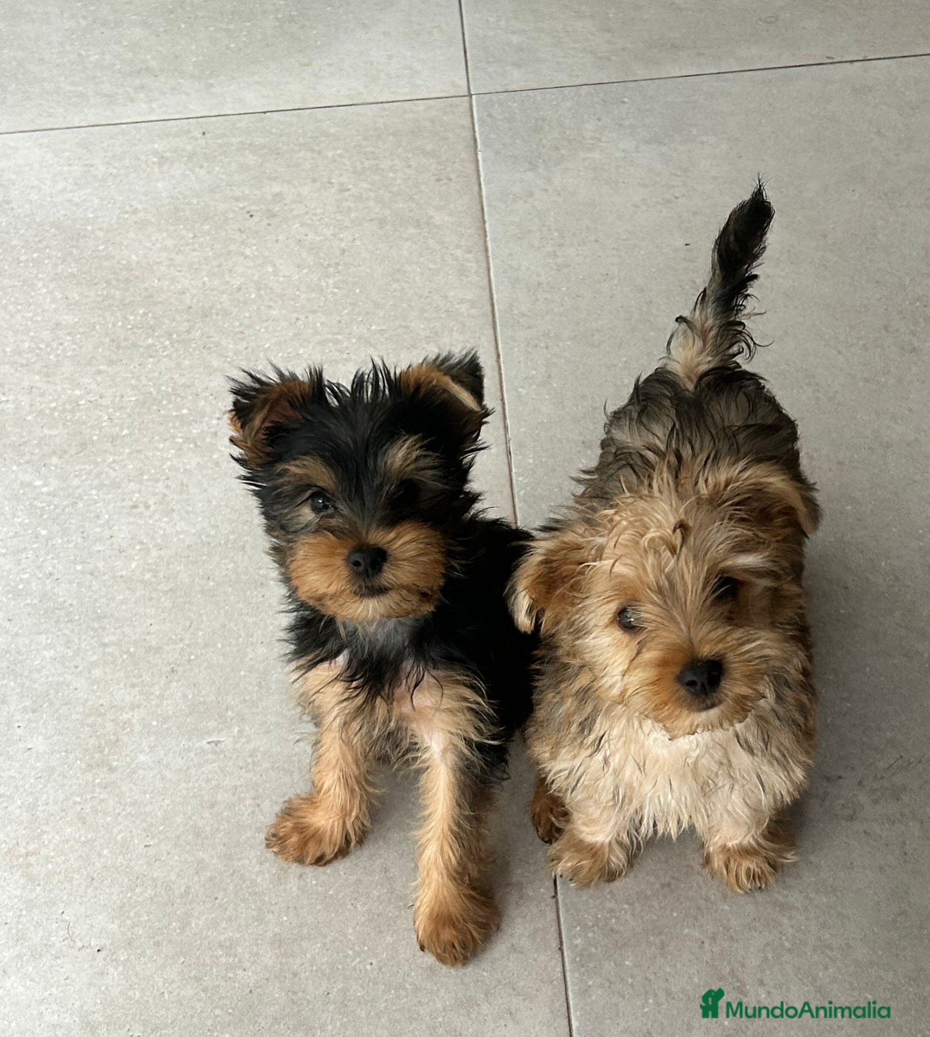 Yorkshire Terrier perros Yorkshire mini  - Anuncio 1