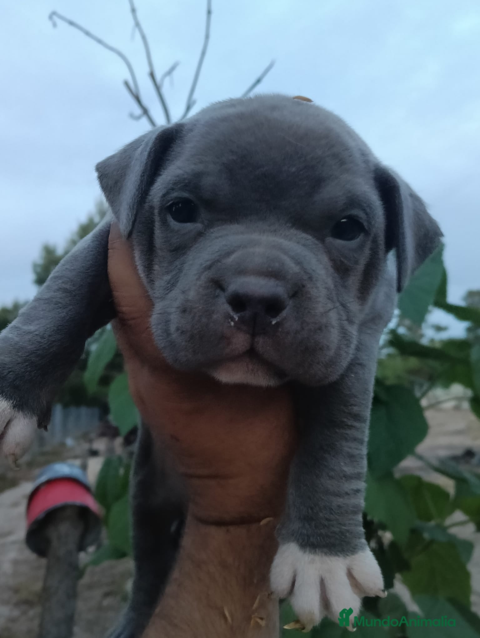 American Bully perros American Bully pocket  - Anuncio 1
