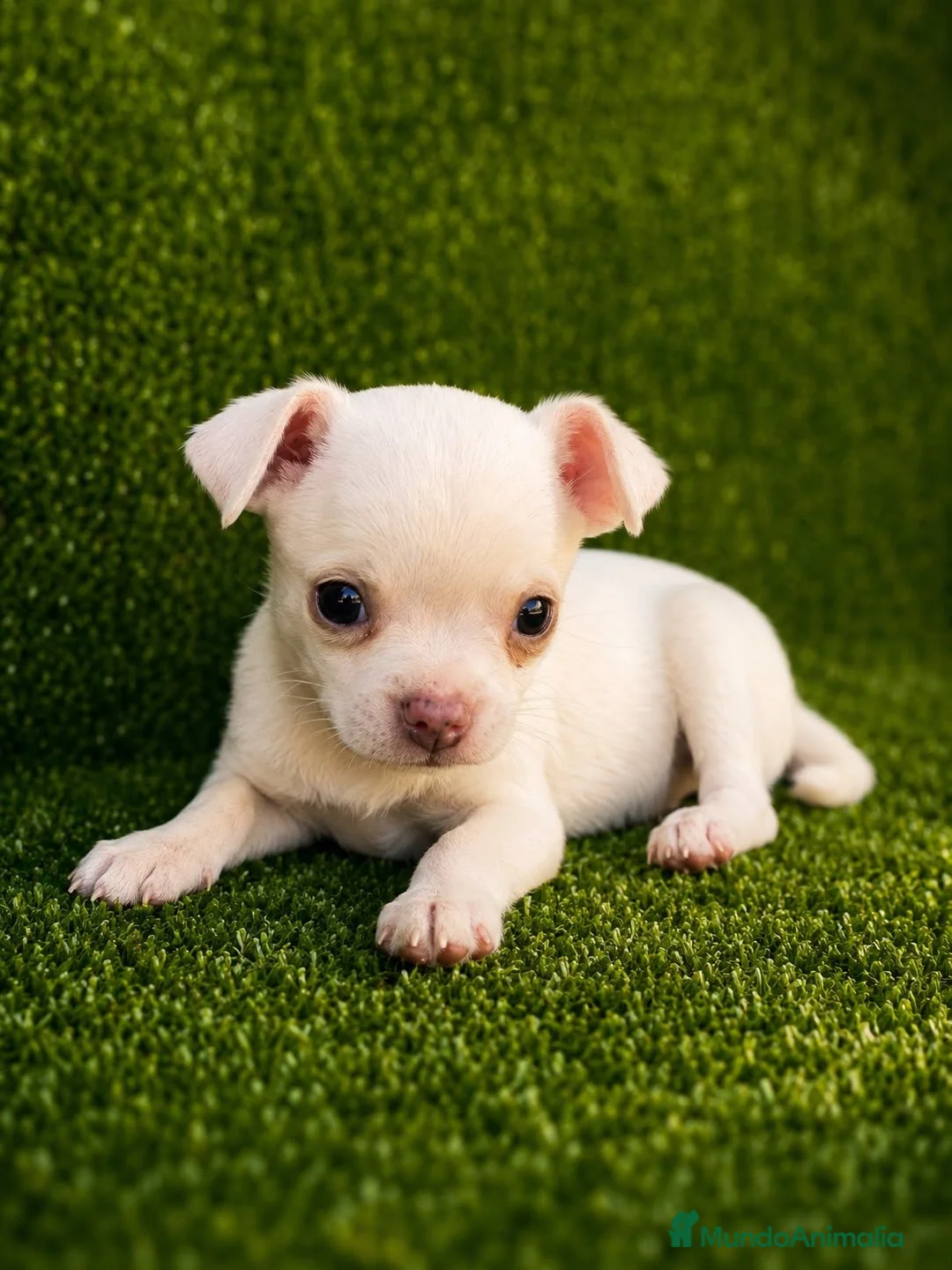 Chihuahua perros en venta: CHIHUAHUA TOY MACHO Y HEMBRA☀️ en Badajoz - Anuncio 1