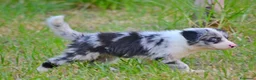 Border Collie perros en venta: camada de border collie  - Anuncio 3