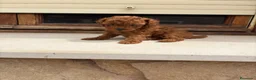 Caniche Toy perros en venta: Caniche mini toy  - Anuncio 1