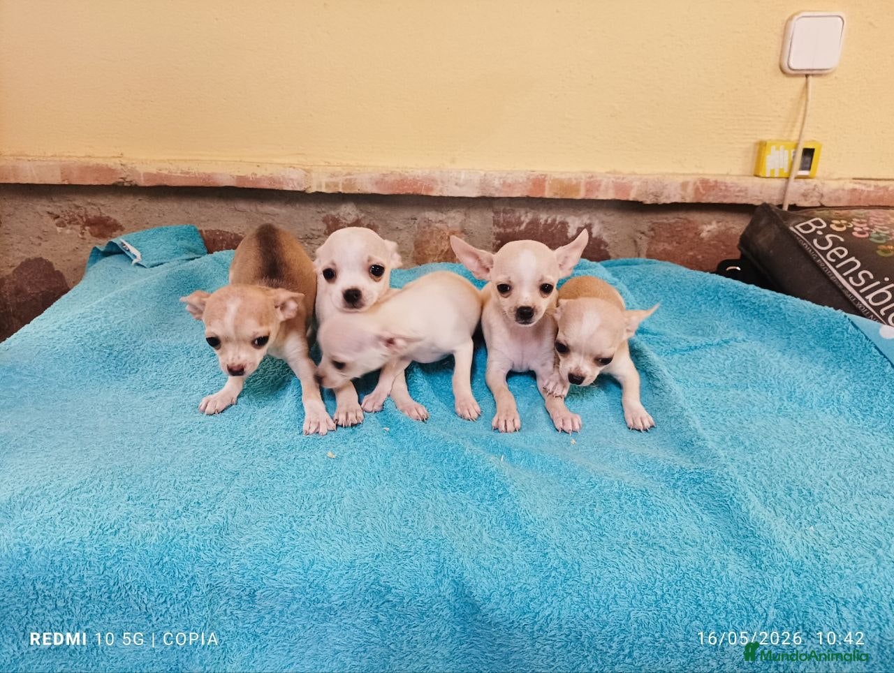 Chihuahua perros cachorritos chihuahua  - Anuncio 2