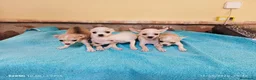 Chihuahua perros en venta: cachorritos chihuahua  - Anuncio 2