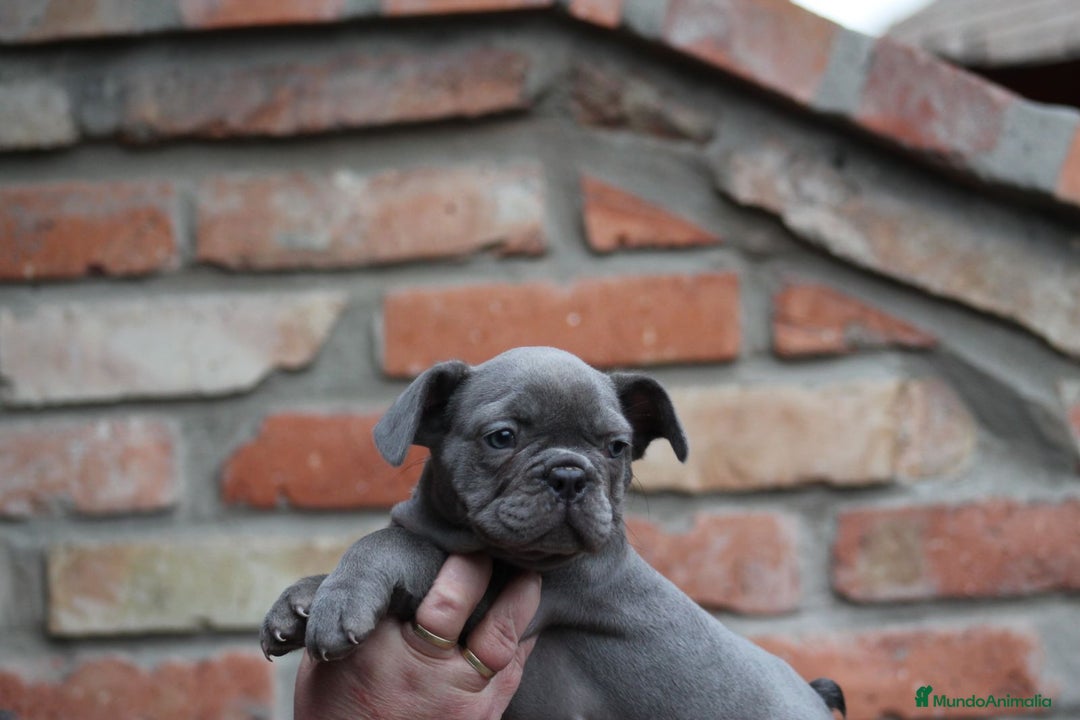 Bulldog Francés perros en venta: Cachorros de Bulldog francés  - Anuncio 6