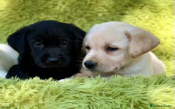 Labrador Retriever perros en venta: CAMADA DE LABRADOR RETRIEVER - Imagen 12