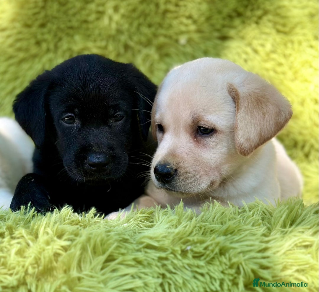 Labrador Retriever perros en venta: CAMADA DE LABRADOR RETRIEVER - Imagen 12