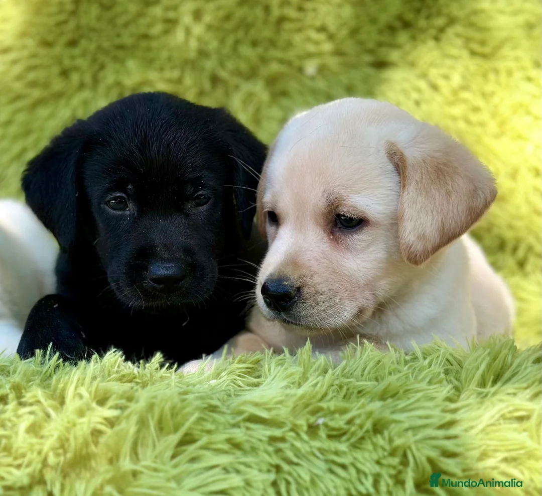 Labrador Retriever perros en venta: CAMADA DE LABRADOR RETRIEVER - Anuncio 12