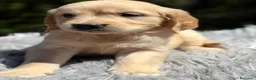 Golden Retriever perros en venta: GOLDEN RETRIEVER  - Anuncio 2