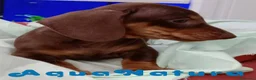 Teckel perros en venta: Teckel Hembra de Kily y Tilo 7008 - AQUANATURA en Barcelona - Anuncio 3