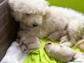 Bichón Habanero perros Camada Bichon Habanero de Locaty y Nis -AQUANATURA en Barcelona - Anuncio 8