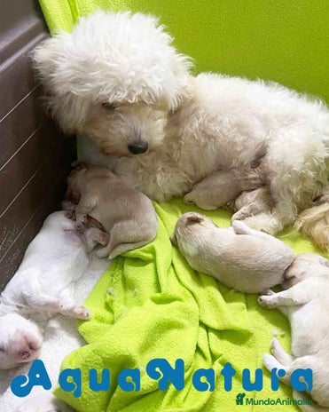 Bichón Habanero perros en Barcelona - Anuncio 5