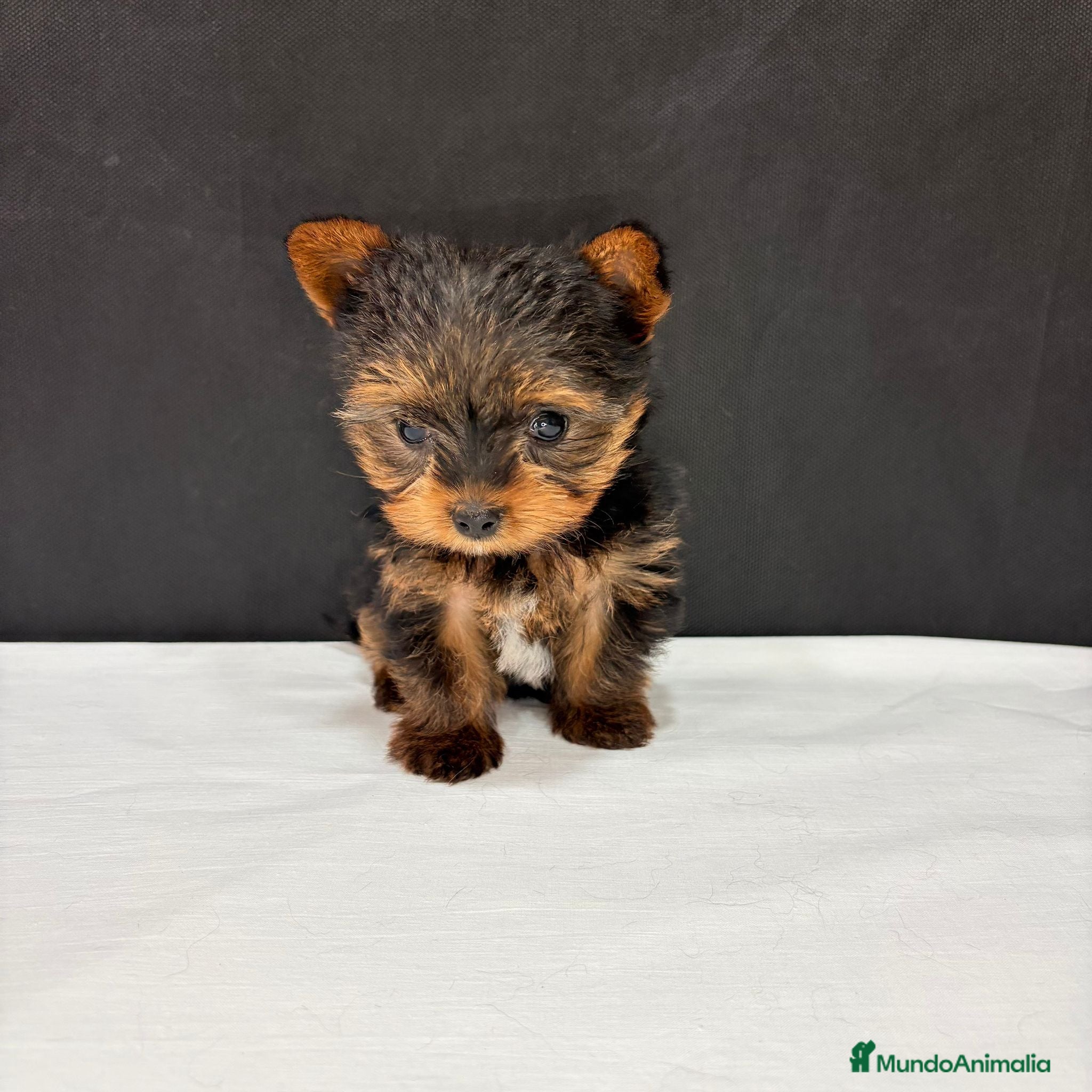 Yorkshire Terrier perros Yorkshire Terrier  - Anuncio 2