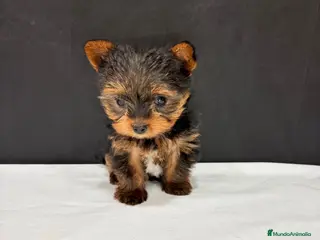 Yorkshire Terrier perros Yorkshire Terrier - Anuncio 2