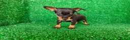 Pinscher Miniatura perros en venta: Pinscher miniatura - Anuncio 10