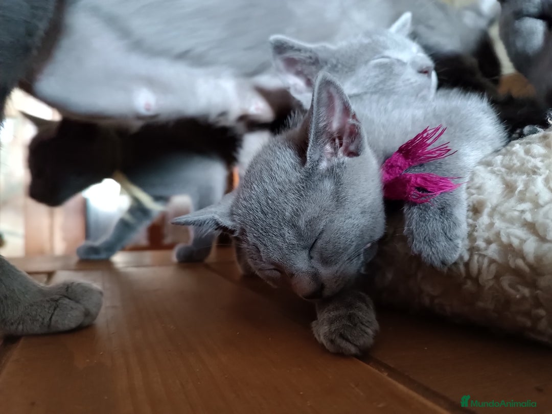 Azul Ruso gatos en venta: Cachorros azul ruso  en Cuenca - Imagen 8
