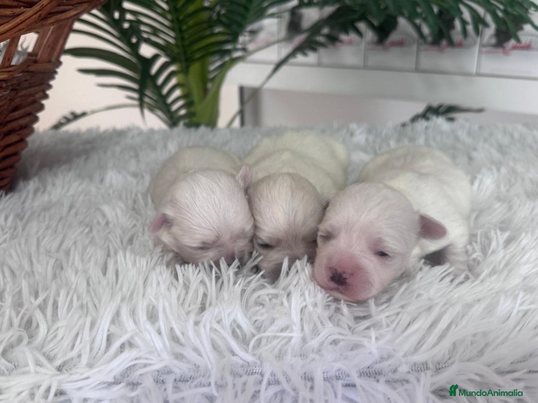 Bichón Maltés perros en venta: BICHON MALTES - Anuncio 10