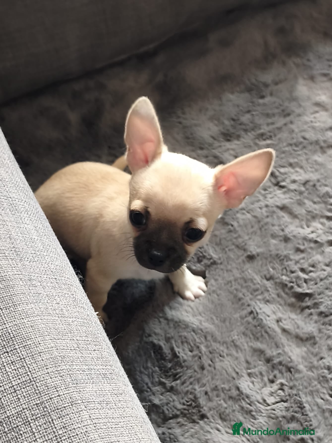 Chihuahua perros CHIHUAHUA MACHO TOY - Anuncio 2