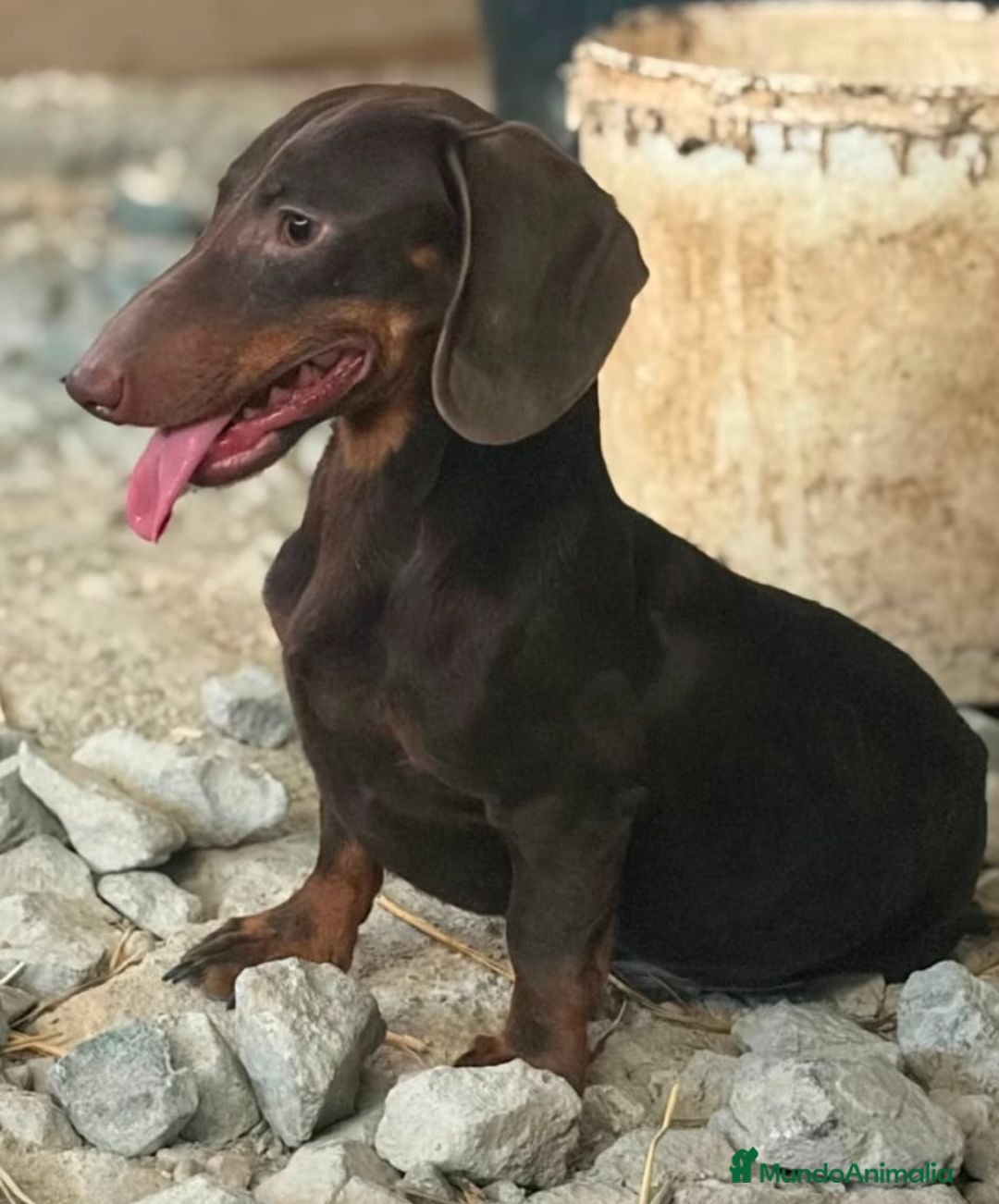 Teckel Miniatura perros Teckel kaninchen  - Anuncio 1