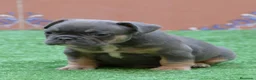Bulldog Francés perros en venta: Bulldog Frances  - Anuncio 2