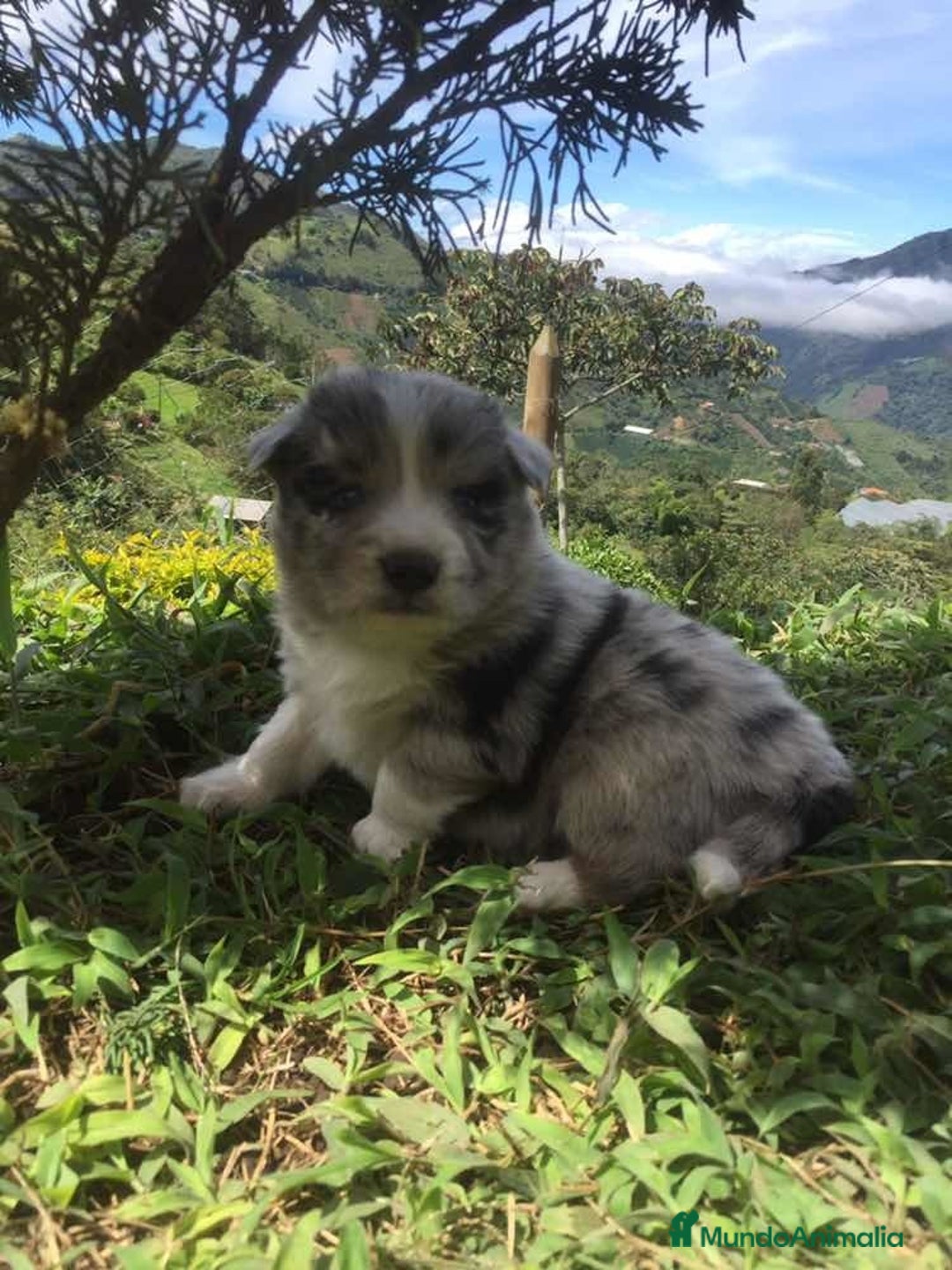 Border Collie perros en venta: Border collie puppy  - Anuncio 5