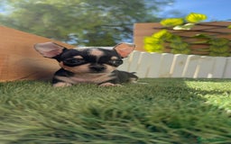 Chihuahua perros en venta: CHIHUAHUA HEMBRA - Imagen 1