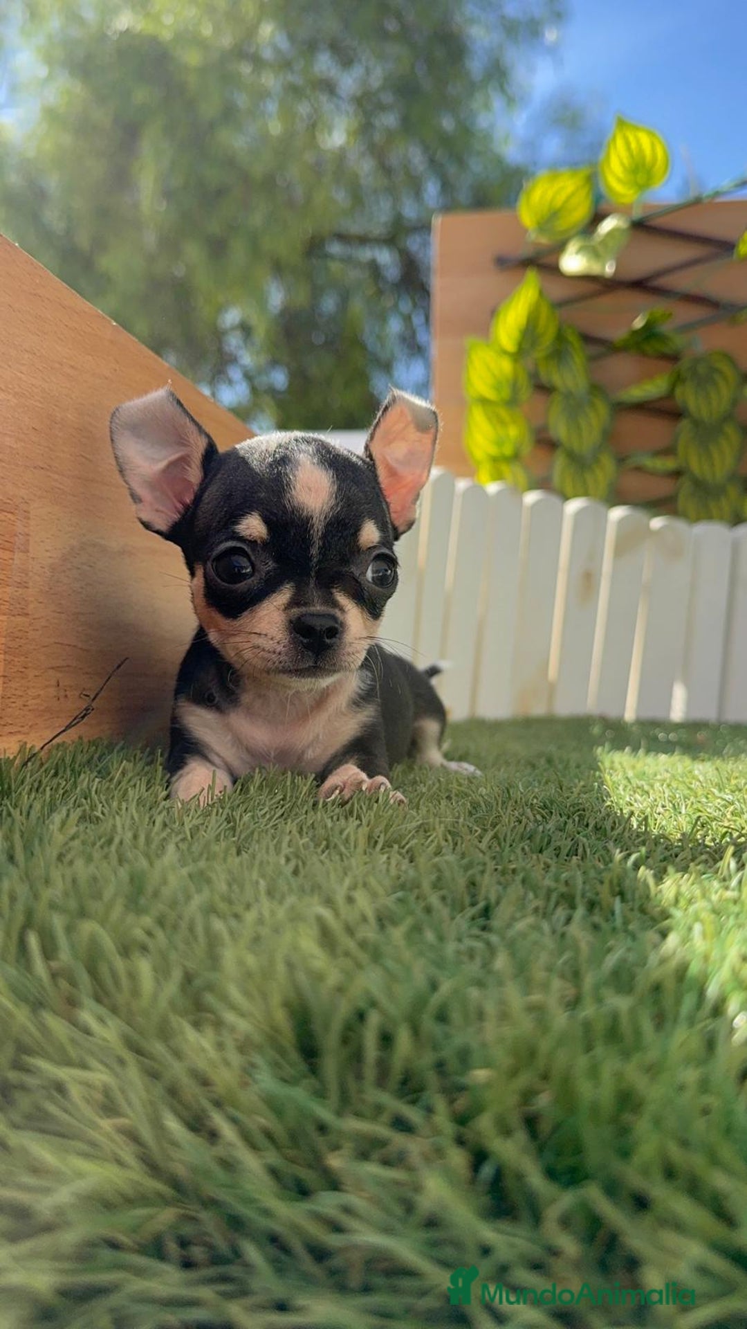 Chihuahua perros en venta: CHIHUAHUA HEMBRA - Imagen 1