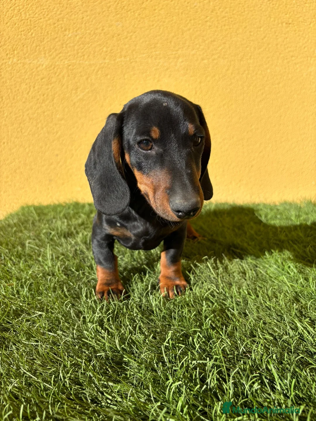 Teckel Miniatura perros en venta: macho teckel miniatura negro fuego  - Anuncio 9