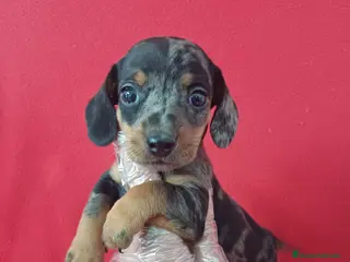 Teckel Miniatura perros Teckel Mini Arlequin - Anuncio 15