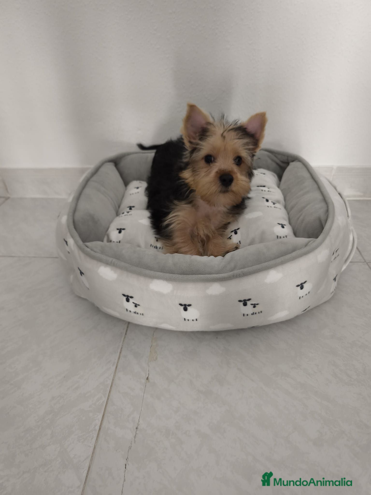 Yorkshire Terrier perros 2 Machitos de Yorkshire económico - Anuncio 2