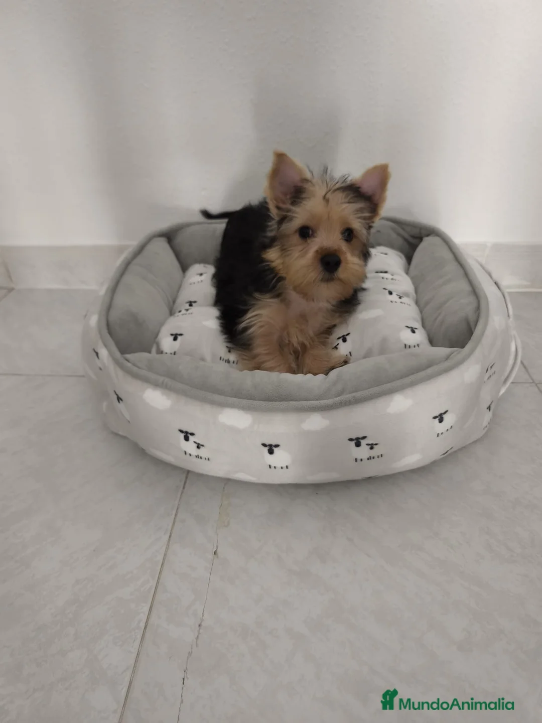 Yorkshire Terrier perros en venta: 1 hembra de Yorkshire - Anuncio 2
