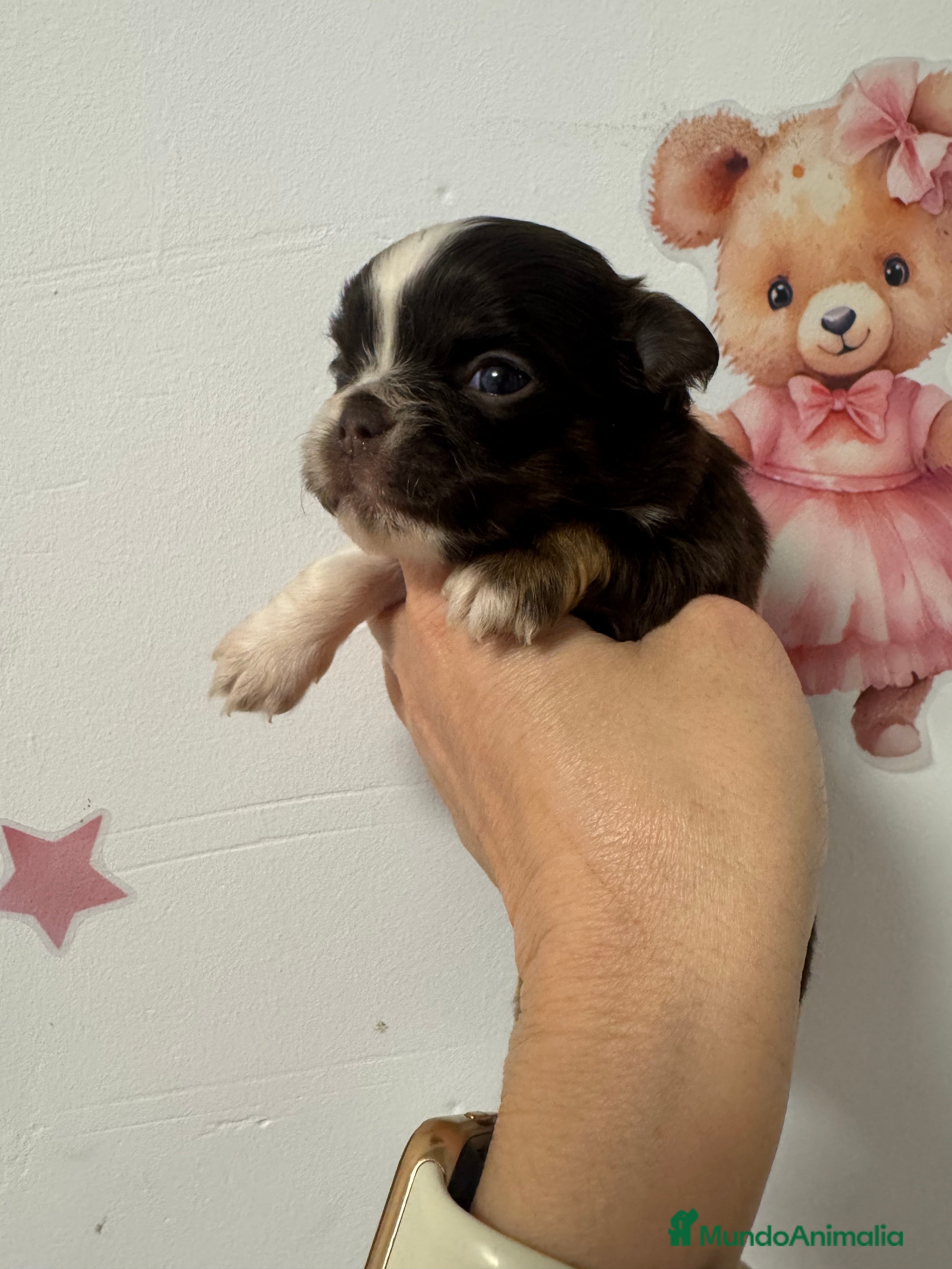 Chihuahua perros Chihuahua pelo largo - Anuncio 2