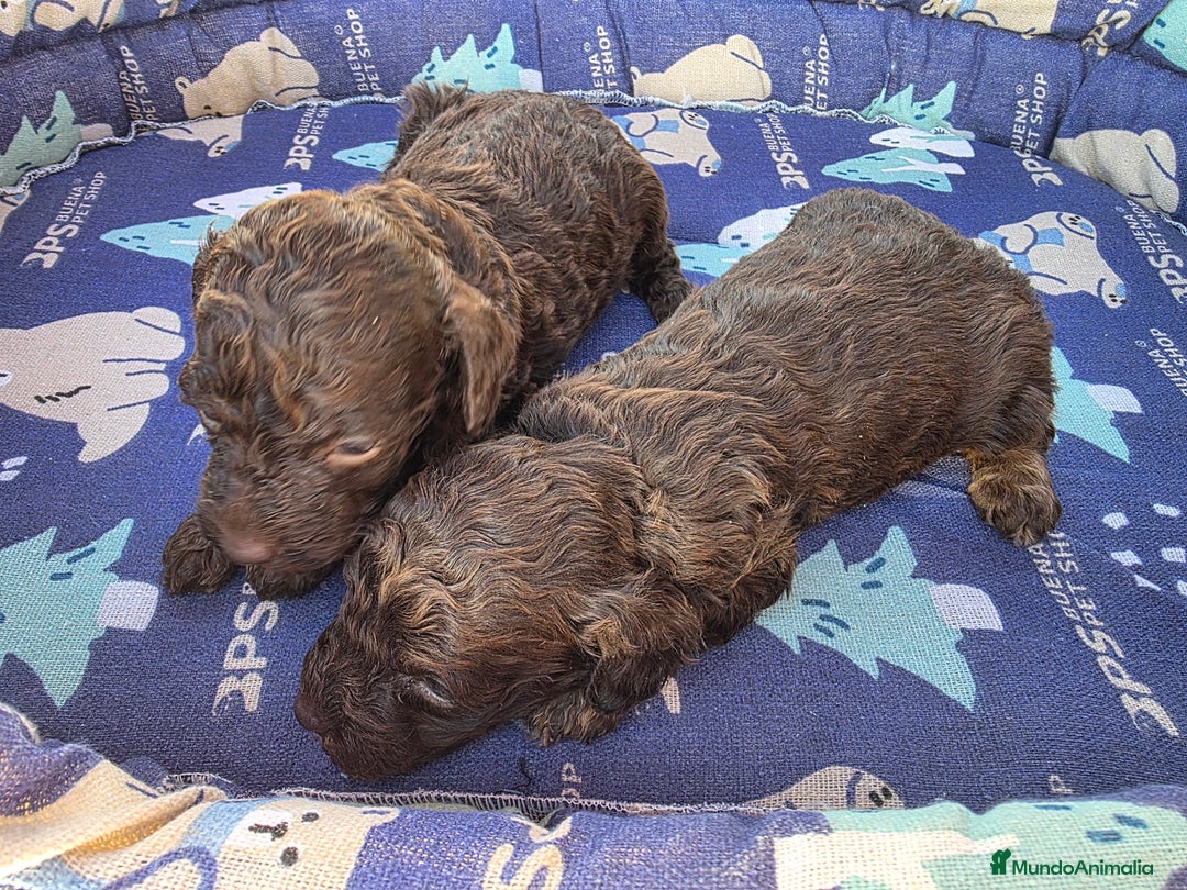 Caniche Toy perros en venta: Caniches toy chocolate - Anuncio 2