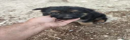 Pastor Alemán perros en venta: Pastor Alemán  - Anuncio 2