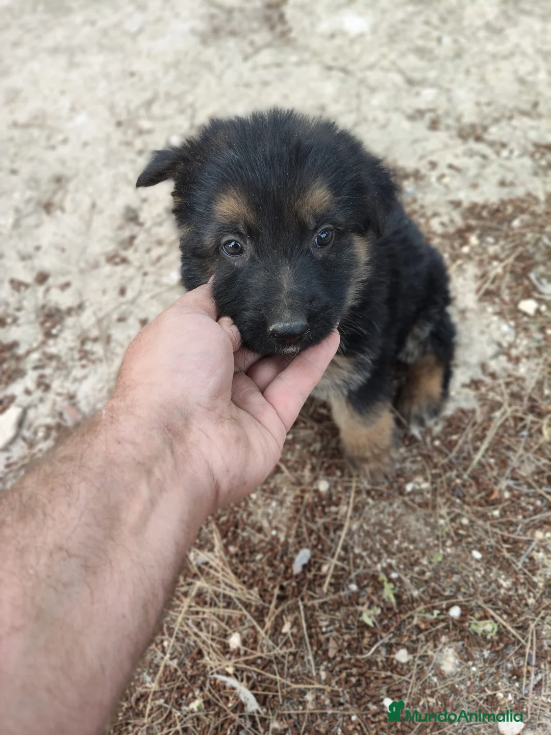 Pastor Alemán perros en venta: Pastor Alemán  - Anuncio 2