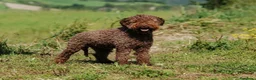 Perro de Agua Español perros en venta: Lagotto Romagnolo en Valencia - Anuncio 1
