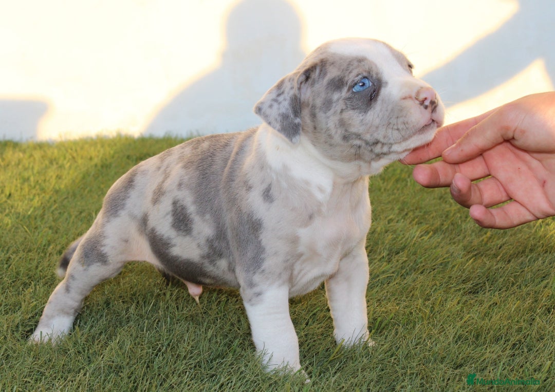 American Pit Bull Terrier perros en venta: American pitbull terrier criados en casa - Imagen 8
