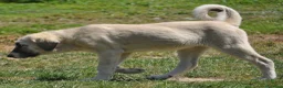 Mastín Español perros en venta: Mastín Español Autóctono ganadero - Anuncio 3