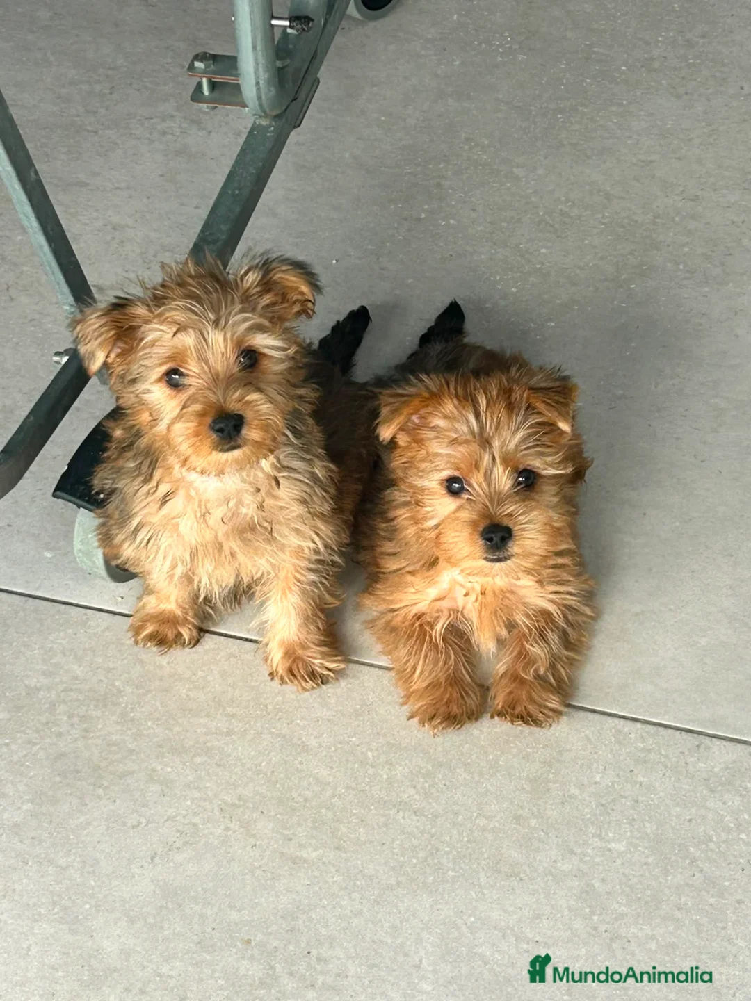 Yorkshire Terrier perros en venta: Yorkshire mini  - Anuncio 2