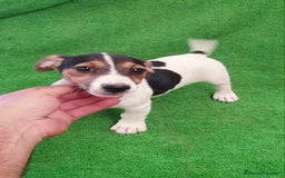 Jack Russell Terrier perros en venta: Jack Russell  - Imagen 3