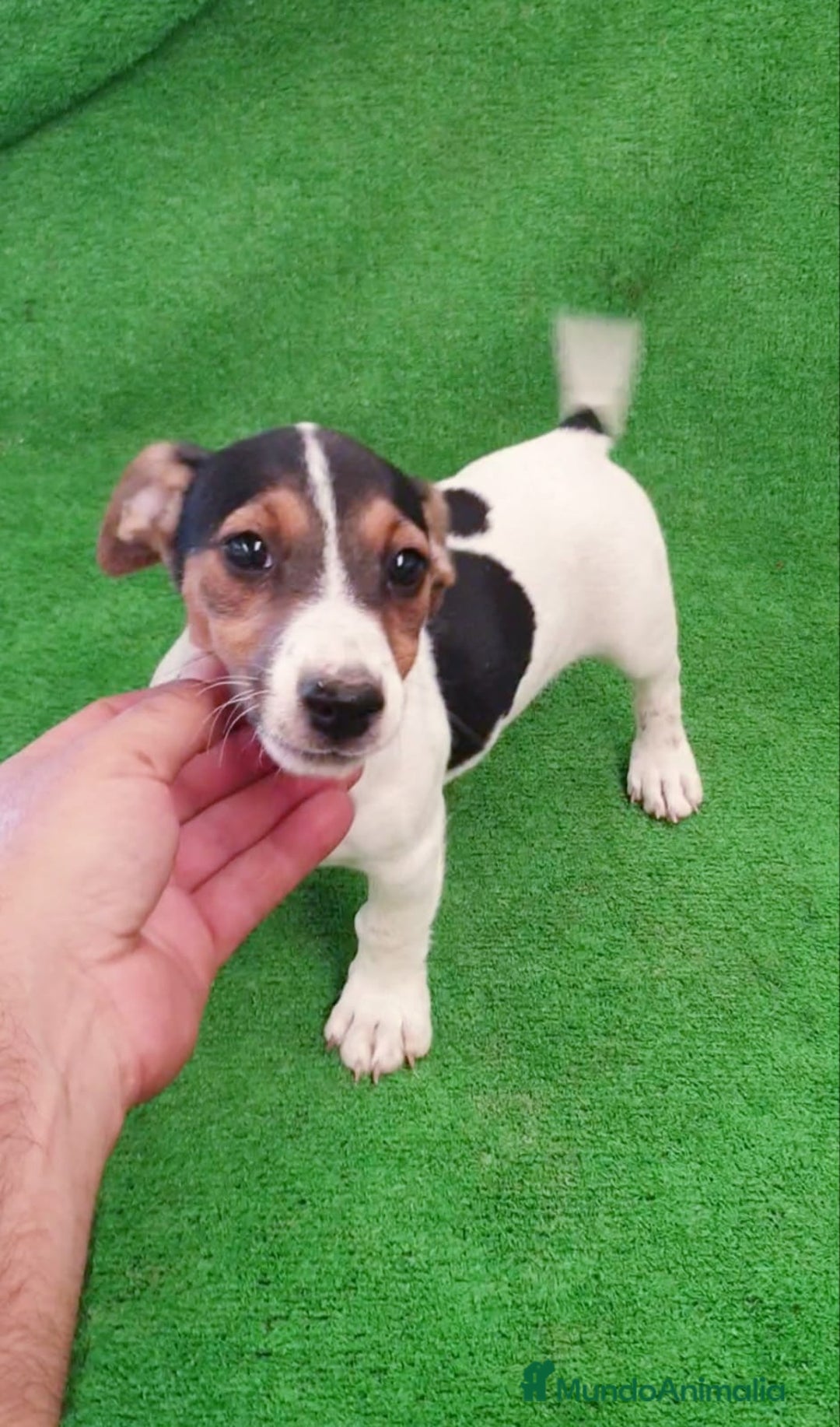 Jack Russell Terrier perros en venta: Jack Russell  - Imagen 3